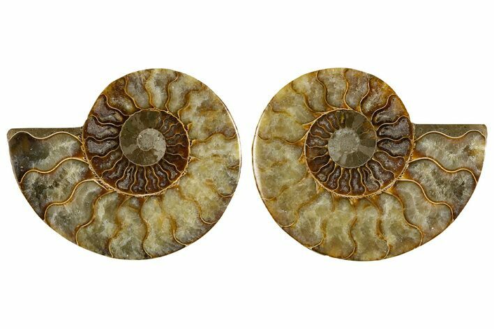 Cut & Polished, Crystal-Filled Ammonite Fossil - Madagascar #333728